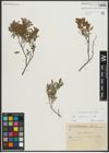 Foto von Salix repens subsp. repens L.